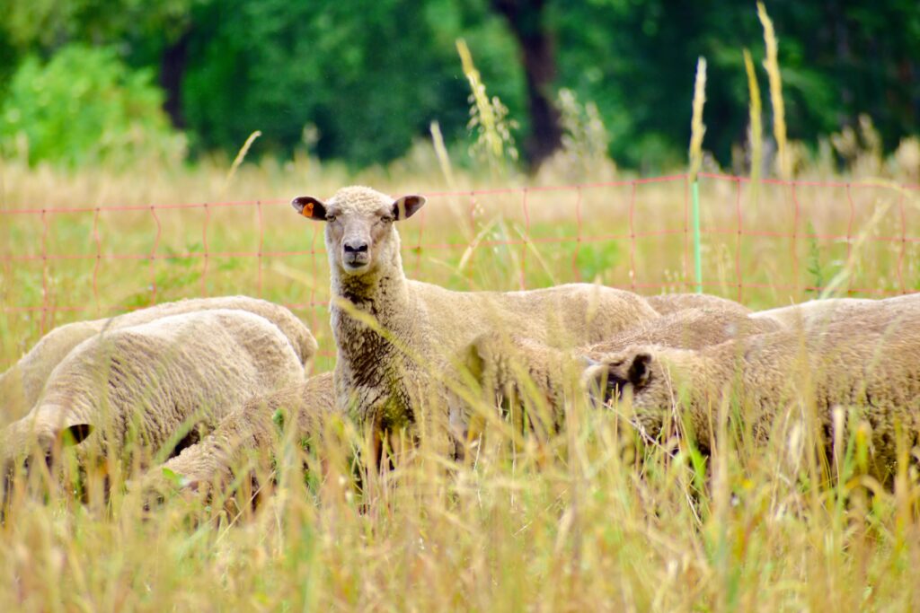 The green firebreak initiative provides fire protection and animal ...